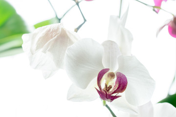 Fototapeta na wymiar Orchidee - prachtvoll und vergangene pracht