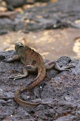 Marine iguana on Santiago Island, Galapagos National Park, Ecuad