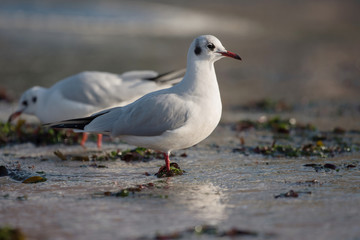 Black-headed Gull, Chroicocephalus ridibundus