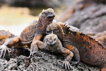 Marine iguanas on Santiago Island in Galapagos National Park, Ec
