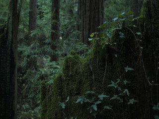 Moss and Ivy Coated Tree Stump in the Forest