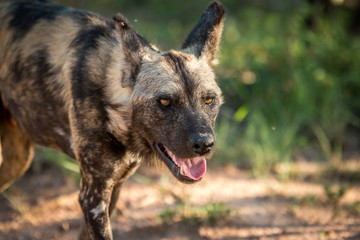 Fototapeta premium Starring African wild dog in the Kruger National Park, South Afr