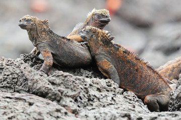 Marine iguanas on Santiago Island in Galapagos National Park, Ec