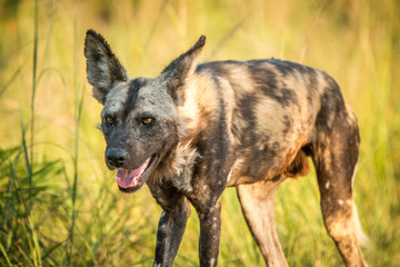 Starring African wild dog in the Kruger National Park, South Afr
