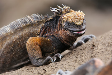 Marine iguana on Santiago Island, Galapagos National Park, Ecuad