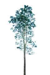 Tree alone or single on isolate white background