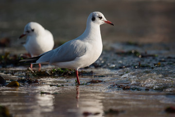 Black-headed Gull, Chroicocephalus ridibundus