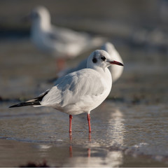 Black-headed Gull, Chroicocephalus ridibundus