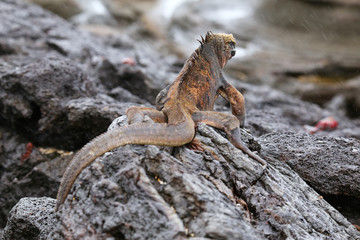 Marine iguana on Santiago Island, Galapagos National Park, Ecuad