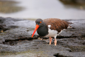 American oystercatcher on Santiago Island in Galapagos National
