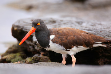 American oystercatcher on Santiago Island in Galapagos National