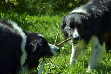Two Border collies playing with a stick in a garden
