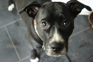Sweet Puppy Dog Eyes Looking Up