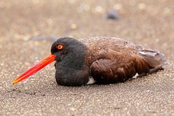 American oystercatcher on Santiago Island in Galapagos National