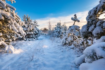 Fototapeta na wymiar Fantastic morning winter landscape
