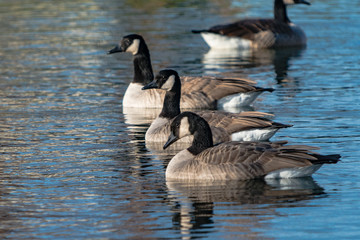 Canadian Geese
