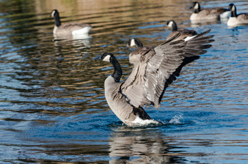 Canadian Geese