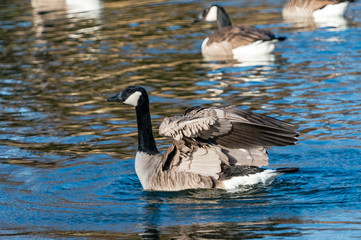 Canadian Geese
