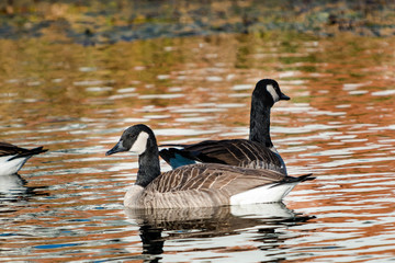 Canadian Geese