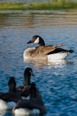 Fototapeta premium Canadian Geese