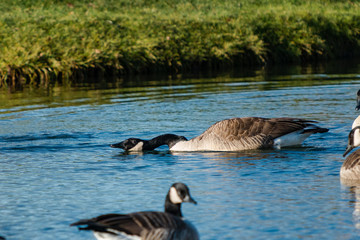Canadian Geese