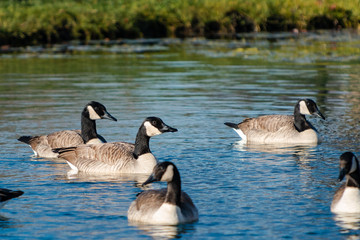 Canadian Geese