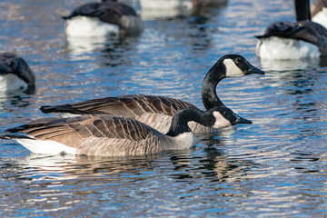 Canadian Geese