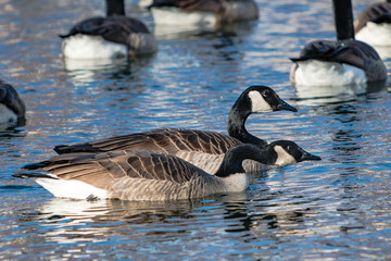 Canadian Geese