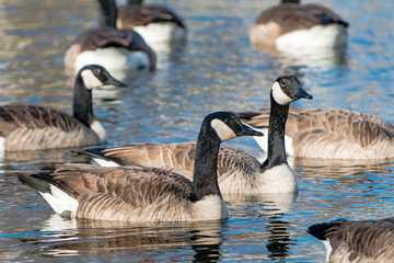 Canadian Geese