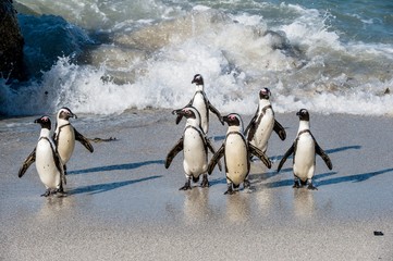 Obraz premium African penguins walk out of the ocean on the sandy beach. African penguin ( Spheniscus demersus) also known as the jackass penguin and black-footed penguin. Boulders colony. Cape Town. South Africa