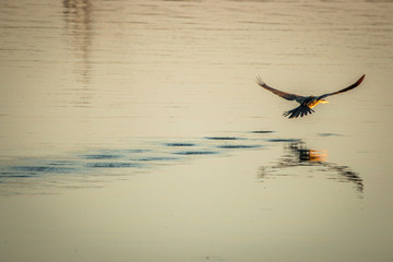 Flying African darter in the Kruger National Park, South Africa.