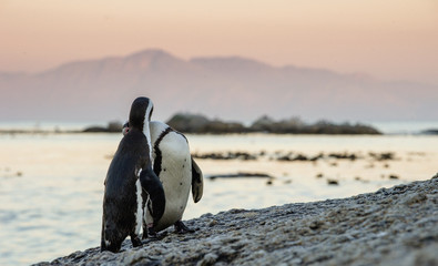 Kissing Penguins. African penguins during mating season. African penguin ( Spheniscus demersus) also as the jackass penguin and black-footed penguin. Boulders colony. South Africa