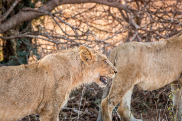 Side profile of a Lion in the Kruger National Park, South Africa