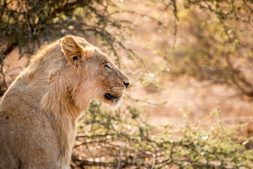 Side profile of a Lion in the Kruger National Park, South Africa