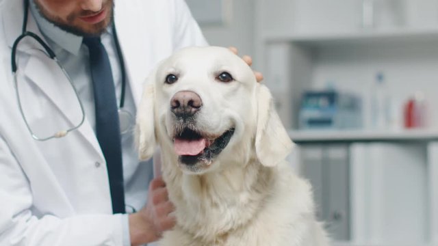 In Veterinary Clinic. Vet Examines the Dog and Strokes the Dog. Shot on RED Cinema Camera in 4K (UHD).