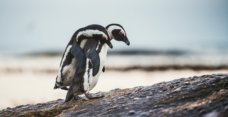 Afrikaanse pinguïns tijdens het paarseizoen. Afrikaanse pinguïn (Spheniscus demersus) ook als de jackass-pinguïn en zwartvoetpinguïn. Keien kolonie. Zuid-Afrika