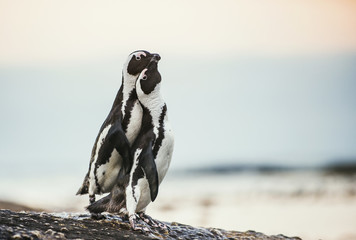 Pinguine küssen. Afrikanische Pinguine während der Paarungszeit. Afrikanischer Pinguin (Spheniscus demersus) auch als Eselspinguin und Schwarzfußpinguin. Felsbrocken Kolonie. Südafrika