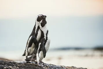 Papier Peint photo Pingouin Embrasser des pingouins. Pingouins africains pendant la saison des amours. Manchot africain ( Spheniscus demersus) aussi comme le manchot jackass et le manchot à pieds noirs. Colonie de rochers. Afrique du Sud