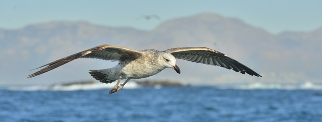 Juvenile Kelp gull (Larus dominicanus) flying above the ocean background. Also known as the Dominican gull and Black Backed Kelp. Natural blue sky background.