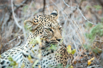 Starring Leopard in the Kruger National Park, South Africa.