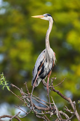 Great Blue Heron standing on a tree branch. It is the largest No