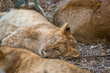 Resting Lion cub in the Kruger National Park, South Africa.