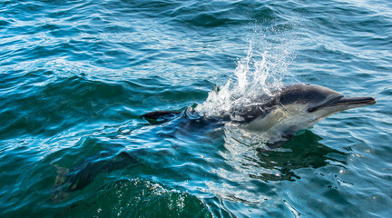  Dolphin swim and jumping from the water. 