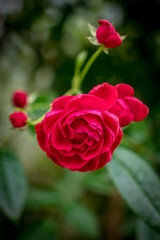 Red rose in the garden