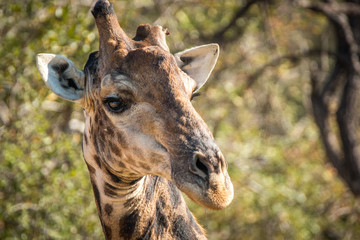 Close up of a Giraffe in the Kruger National Park, South Africa.