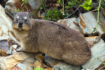 Klippschliefer im Tsitsikamma-Nationalpark Südafrika