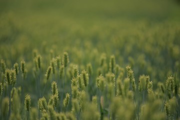 청보리