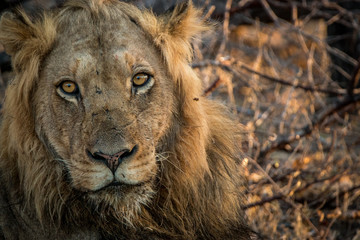 Starring Lion in the Kruger National Park, South Africa.
