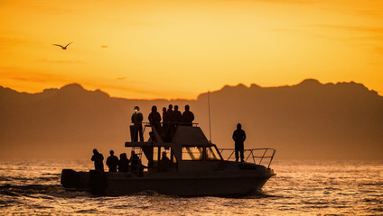 Silhouet van Speedboot in de oceaan bij zonsondergang. Varen bij zonsondergang in de Atlantische Oceaan, Zuid-Afrika