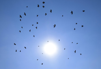 Silhouette of a flock of blackbird flying through a surreal evening sky with a fiery sun